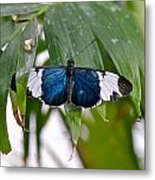 Blue And White Butterfly Metal Print