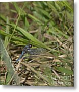Blue Corporal Dragonfly Metal Print