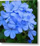 Blue Flowers Metal Print
