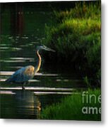 Blue Heron At Evening Metal Print