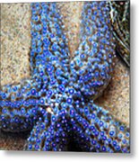 Blue Starfish Metal Print