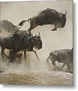 Blue Wildebeest Crossing Mara River Metal Print
