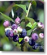 Blueberry Bunch With Raindrops Metal Print