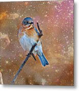 Bluebird Perched In Space Metal Print