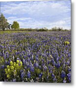 Bluebonnet And Lemon Paintbrush Metal Print