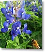 Bluebonnets And Bees Metal Print