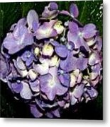 Blueish Purple Hydrangea At Nighfall Metal Print