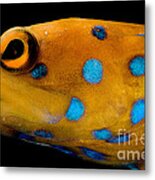 Bluespot Jawfish Metal Print