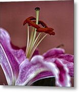 Blushing Bloom Metal Print