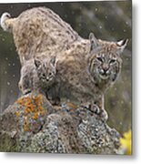 Bobcat Mother And Kitten In Snowfall Metal Print