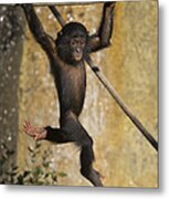 Bonobo Pan Paniscus Baby Playing Metal Print