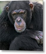 Bonobo Pan Paniscus Portrait, La Vallee Metal Print