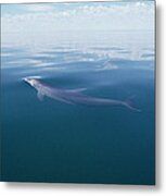 Bottlenose Dolphin At Water Surface Metal Print