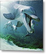 Bottlenose Dolphin Underwater Hawaii Metal Print