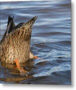 Bottom's Up Metal Print