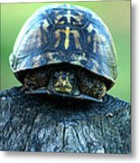 Box Turtle Metal Print