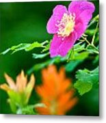 Brilliant Colors Metal Print