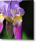 Brilliant Purple Iris Flower Ii Metal Print