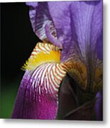 Brilliant Purple Iris Flower Iii Metal Print