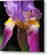 Brilliant Purple Iris Flower Metal Print