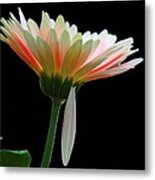 Broken Daisy Metal Print