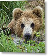 Brown Bear Cub, Kamchatka Metal Print