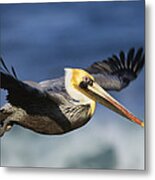 Brown Pelican Flying North America Metal Print