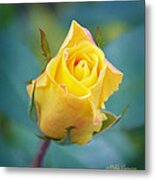 Budding Yellow Rose Metal Print