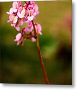 Bug And Bud Love Metal Print