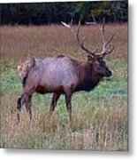 Bull Elk In Rut Metal Print