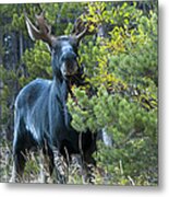 Bull Moose Metal Print