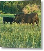 Bull Metal Print