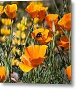Bumble Bee And Poppies Metal Print