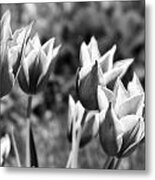Burgundy Yellow Tulips In Black And White Metal Print