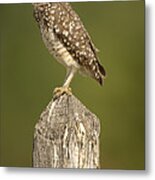 Burrowing Owl Athene Cunicularia Adult Metal Print