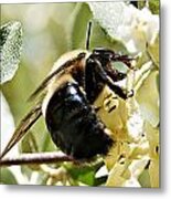 Busy As A Bee Metal Print