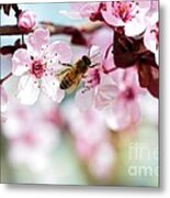 Busy Buzzing Around These Beautiful Blooms... Metal Print