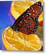 Butterfly Nectar Metal Print