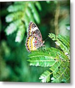 Butterfly Patterns Metal Print