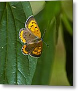 Butterfly Pose Metal Print