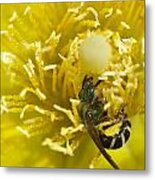Cactus Flower And Bee Metal Print