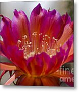 Cactus Flower Metal Print