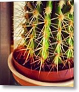 #cactus #plant #oslo #norway #norge Metal Print