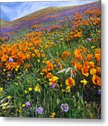 California Poppy And Other Wildflowers Metal Print