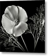 California Poppy In Black And White Metal Print