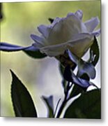 Camellia One Metal Print