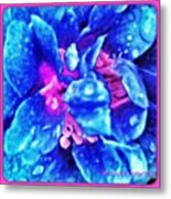 Camellia With Raindrops In Blue Metal Print