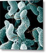 Campylobacter Bacteria Metal Print