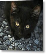 Can I Trust You - Feral Kitten Spitfire Metal Print