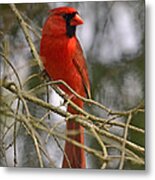 Cardinal In Spruce Metal Print